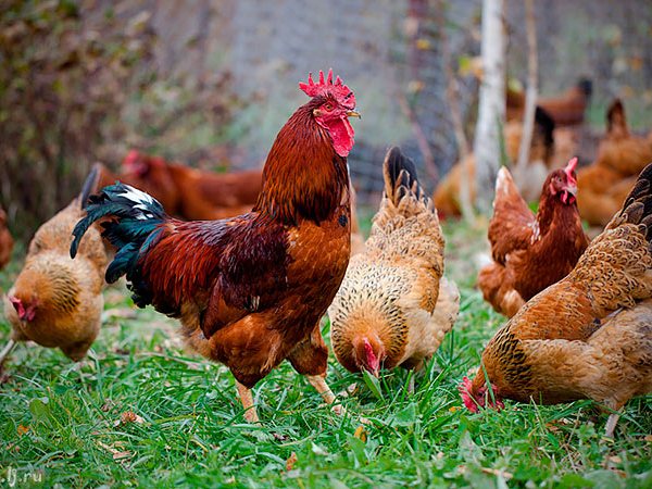 Породы куриц | ЗооТом - продажа, вязка и услуги для животных в Красноармейске