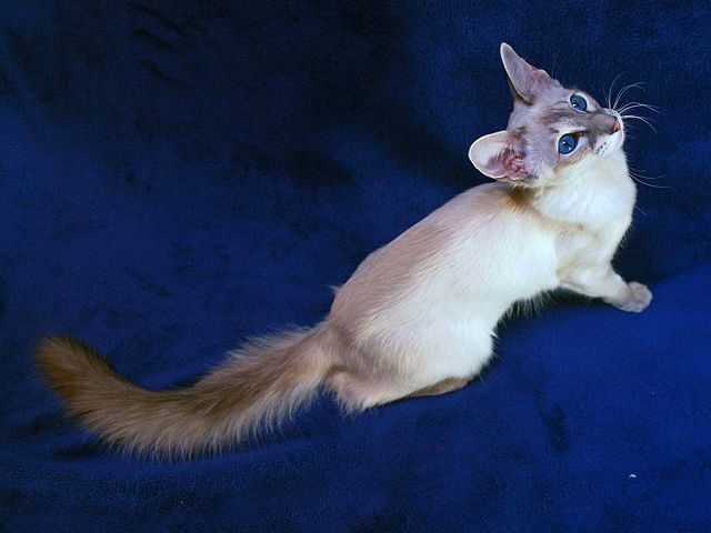 Выведенные породы кошек в Красноармейске | ЗооТом портал о животных