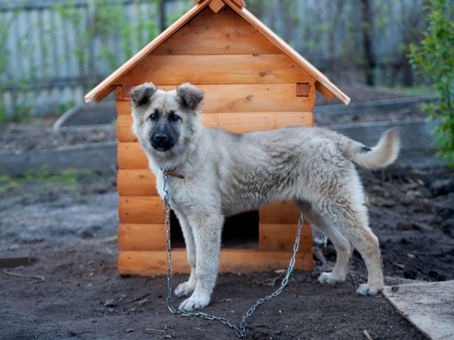 Все о собаках в Красноармейске Все о собаках в Красноармейске